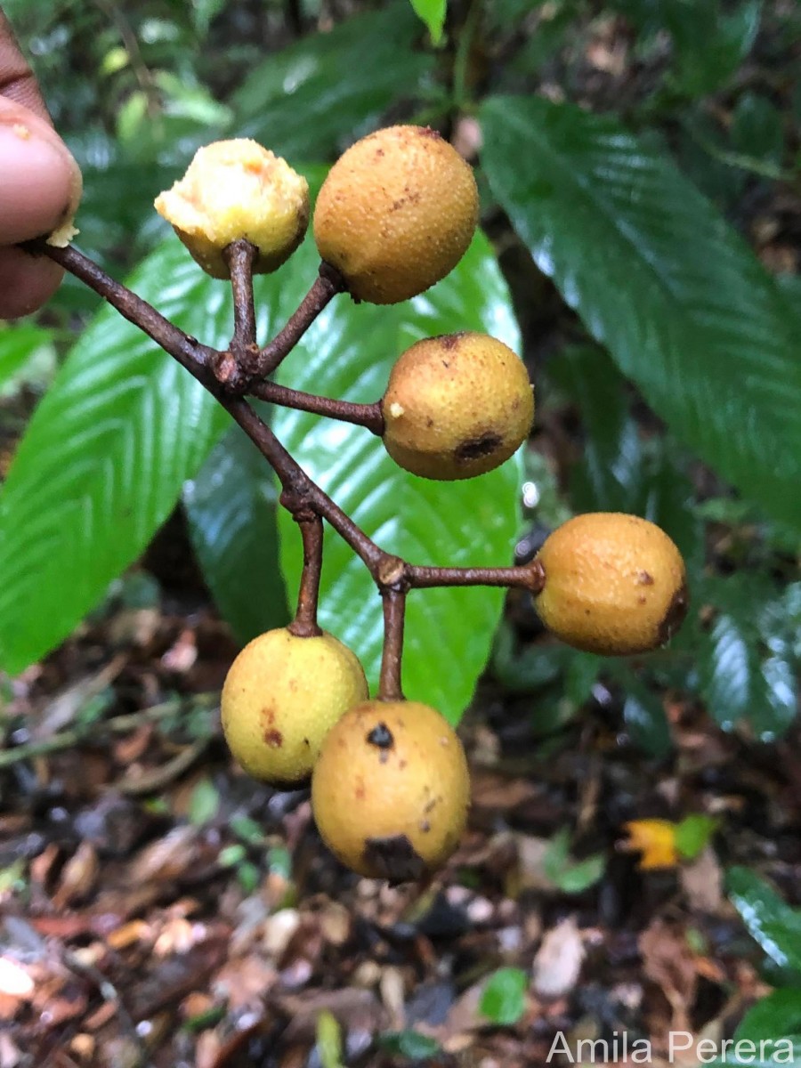 Chaetocarpus coriaceus Thwaites